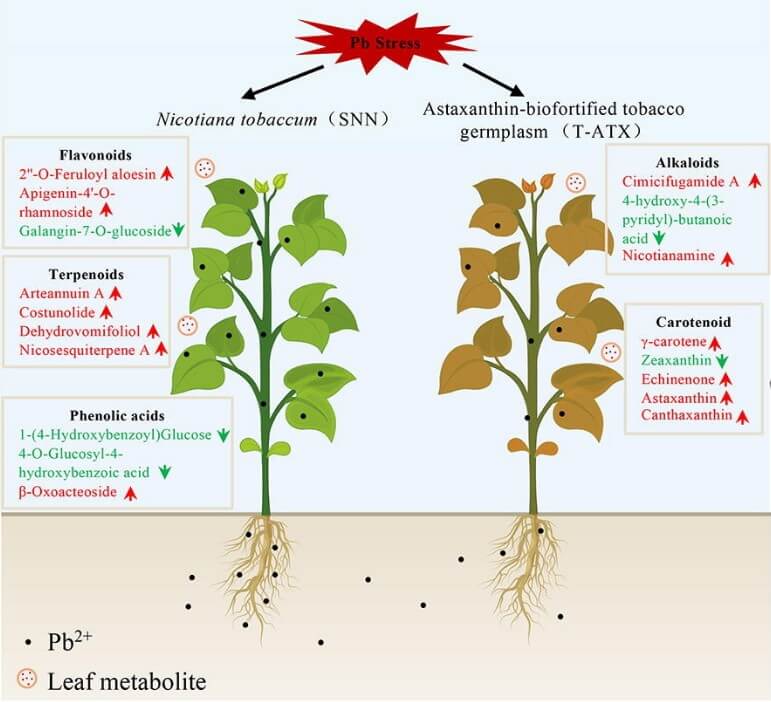 Metabolic response of Nicotiana tabacum and astaxanthin-biofortified tobacco under Pb stress in a plant metabolomics study